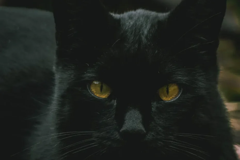 What do Cats Hear? Understanding their Hearing Range and Responses.