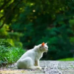 When Do Kittens Calm Down? Understanding Feline Development