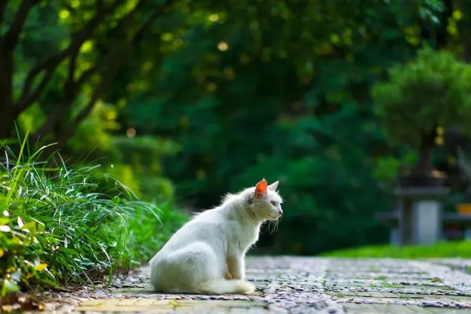 When Do Kittens Calm Down? Understanding Feline Development