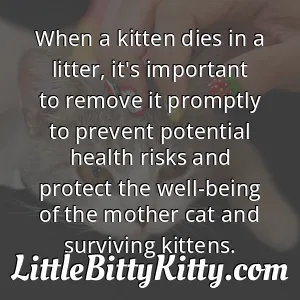 When a kitten dies in a litter, it's important to remove it promptly to prevent potential health risks and protect the well-being of the mother cat and surviving kittens.