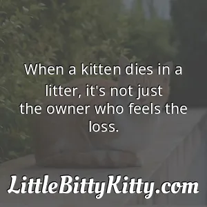 When a kitten dies in a litter, it's not just the owner who feels the loss.