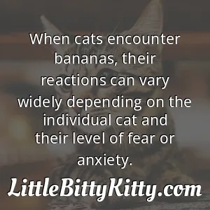 When cats encounter bananas, their reactions can vary widely depending on the individual cat and their level of fear or anxiety.