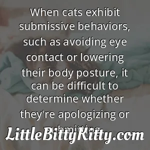 When cats exhibit submissive behaviors, such as avoiding eye contact or lowering their body posture, it can be difficult to determine whether they're apologizing or submitting.