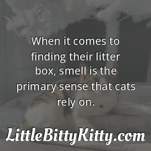 When it comes to finding their litter box, smell is the primary sense that cats rely on.