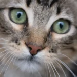 Where Do Newborn Kittens Go? The Truth About Their Bathroom Habits.