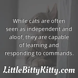 While cats are often seen as independent and aloof, they are capable of learning and responding to commands.
