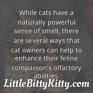 While cats have a naturally powerful sense of smell, there are several ways that cat owners can help to enhance their feline companion's olfactory abilities.