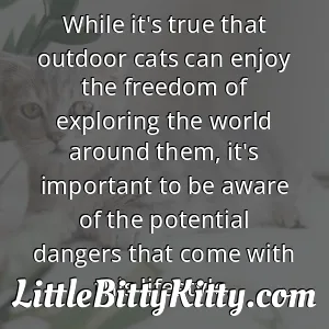 While it's true that outdoor cats can enjoy the freedom of exploring the world around them, it's important to be aware of the potential dangers that come with this lifestyle.