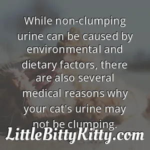 While non-clumping urine can be caused by environmental and dietary factors, there are also several medical reasons why your cat's urine may not be clumping.