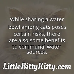 While sharing a water bowl among cats poses certain risks, there are also some benefits to communal water sources.