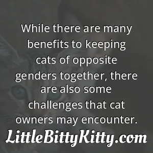 While there are many benefits to keeping cats of opposite genders together, there are also some challenges that cat owners may encounter.