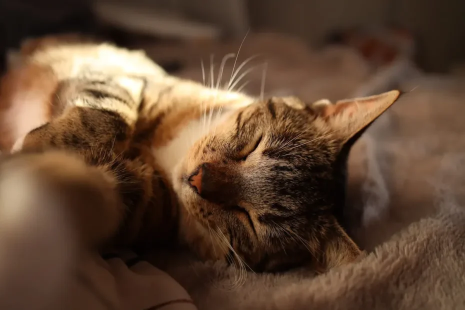 Why Do Cats Cover Their Poop? Unveiling Feline Bathroom Behavior