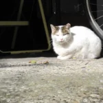 Why Do Cats Dig When They Poop? Uncovering Their Instinctive Behavior.