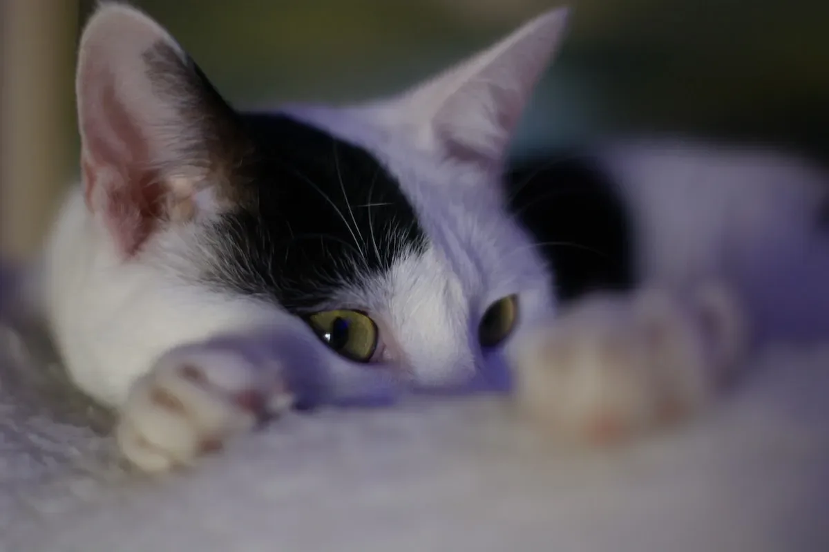 Why Do Cats Need Light At Night?