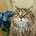 Why Do Cats Watch You Sleep? Unveiling the Secrets of Feline Behavior