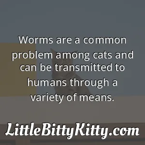 Worms are a common problem among cats and can be transmitted to humans through a variety of means.