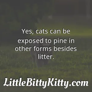 Yes, cats can be exposed to pine in other forms besides litter.
