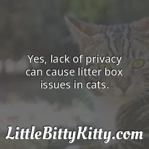 Yes, lack of privacy can cause litter box issues in cats.