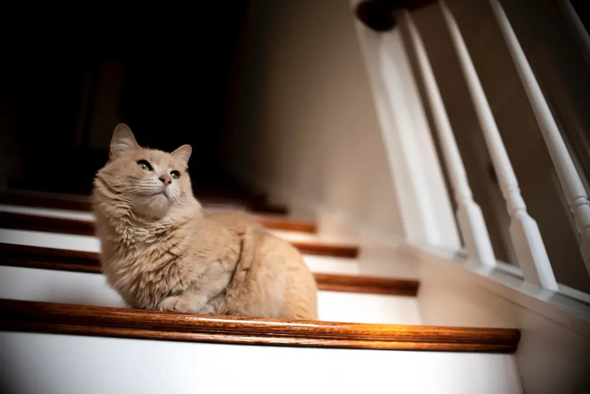 A Delectable Treat Or A Hidden Danger? Tuna In Olive Oil For Cats