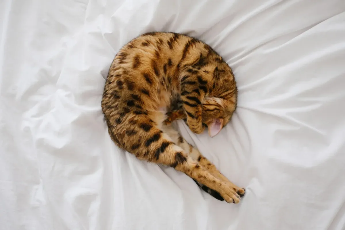 A Delicate Balance: Guidelines For Offering Tuna To Your Beloved Cat