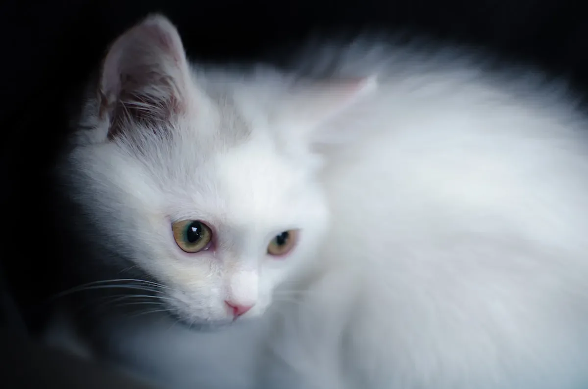 A Feast For The Senses: Indulging Your Cat'S Taste, Smell, And Texture Preferences