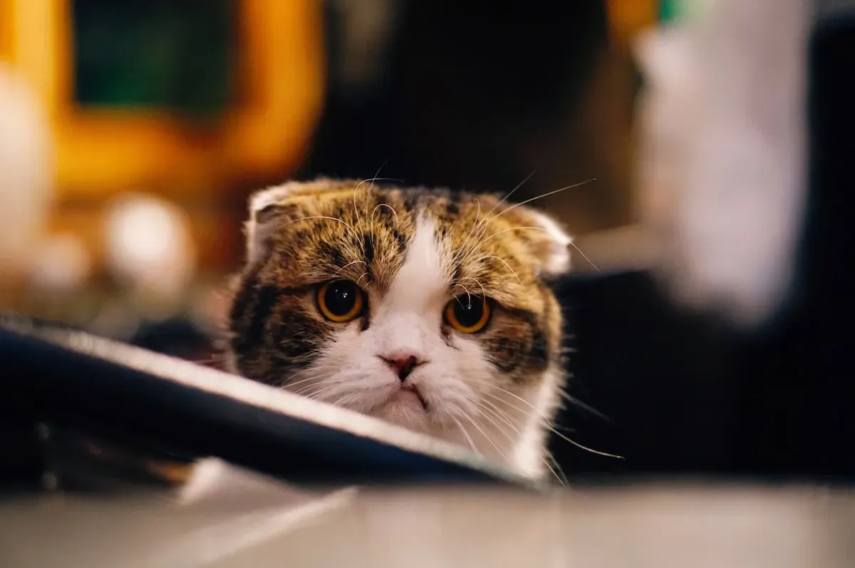 A Feline Journey: Kittens, Catnip, And The Joy Of Play