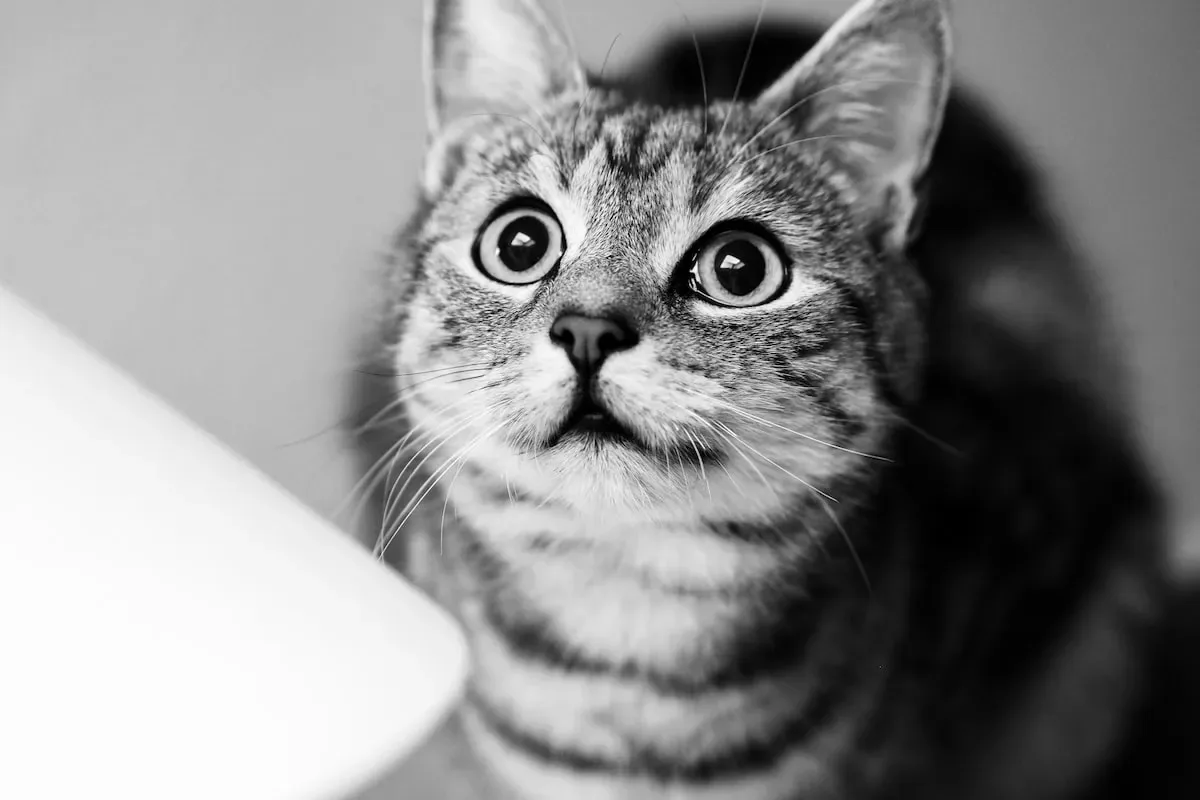 A Lap For Every Occasion: Unveiling The Situational Triggers For Cats