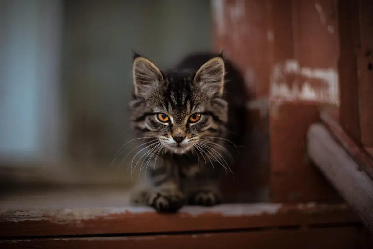A Sticky Obsession: Diving Deep Into The Phenomenon Of Cats And Earwax
