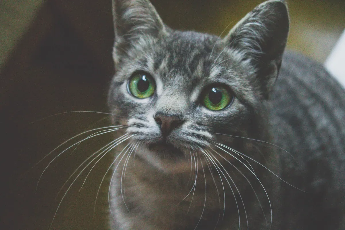 A Whisker-Licking Addiction: Cats And The Tuna Craze