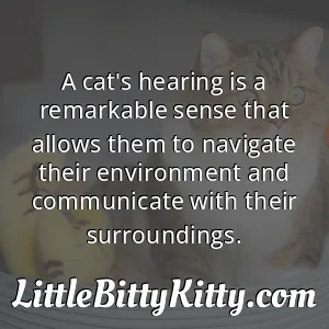 A cat's hearing is a remarkable sense that allows them to navigate their environment and communicate with their surroundings.