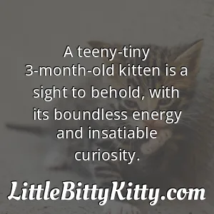 A teeny-tiny 3-month-old kitten is a sight to behold, with its boundless energy and insatiable curiosity.