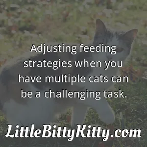 Adjusting feeding strategies when you have multiple cats can be a challenging task.