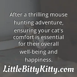After a thrilling mouse hunting adventure, ensuring your cat's comfort is essential for their overall well-being and happiness.
