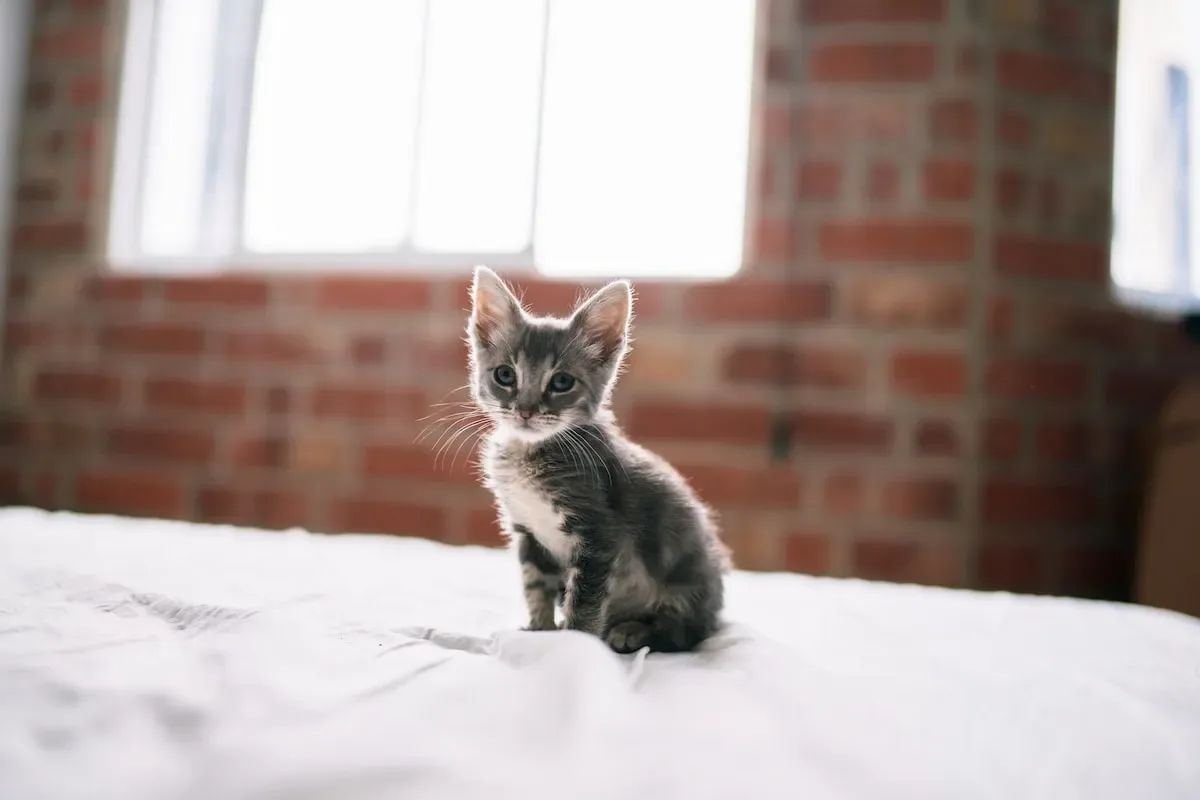 Age-Appropriate Feeding: Wet Food For Kittens, Adults, And Seniors