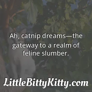 Ah, catnip dreams—the gateway to a realm of feline slumber.