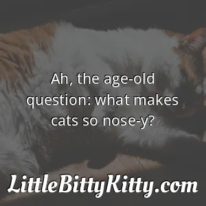 Ah, the age-old question: what makes cats so nose-y?