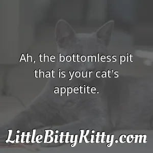 Ah, the bottomless pit that is your cat's appetite.