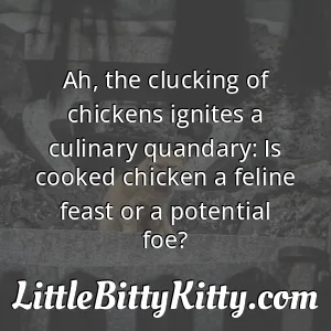 Ah, the clucking of chickens ignites a culinary quandary: Is cooked chicken a feline feast or a potential foe?