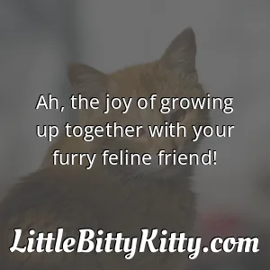 Ah, the joy of growing up together with your furry feline friend!