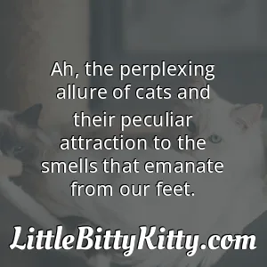 Ah, the perplexing allure of cats and their peculiar attraction to the smells that emanate from our feet.