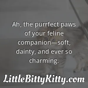 Ah, the purrfect paws of your feline companion—soft, dainty, and ever so charming.