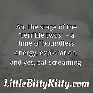 Ah, the stage of the "terrible twos" – a time of boundless energy, exploration, and yes, cat screaming.