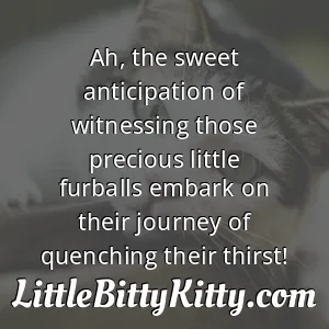 Ah, the sweet anticipation of witnessing those precious little furballs embark on their journey of quenching their thirst!