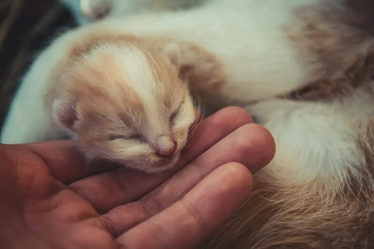 Alternatives To Leaving Dry Cat Food Out For Extended Periods