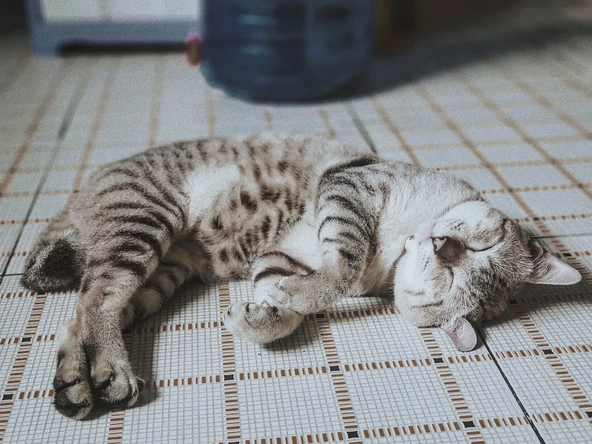 Alternatives To Leaving Dry Food Out For Your Cat