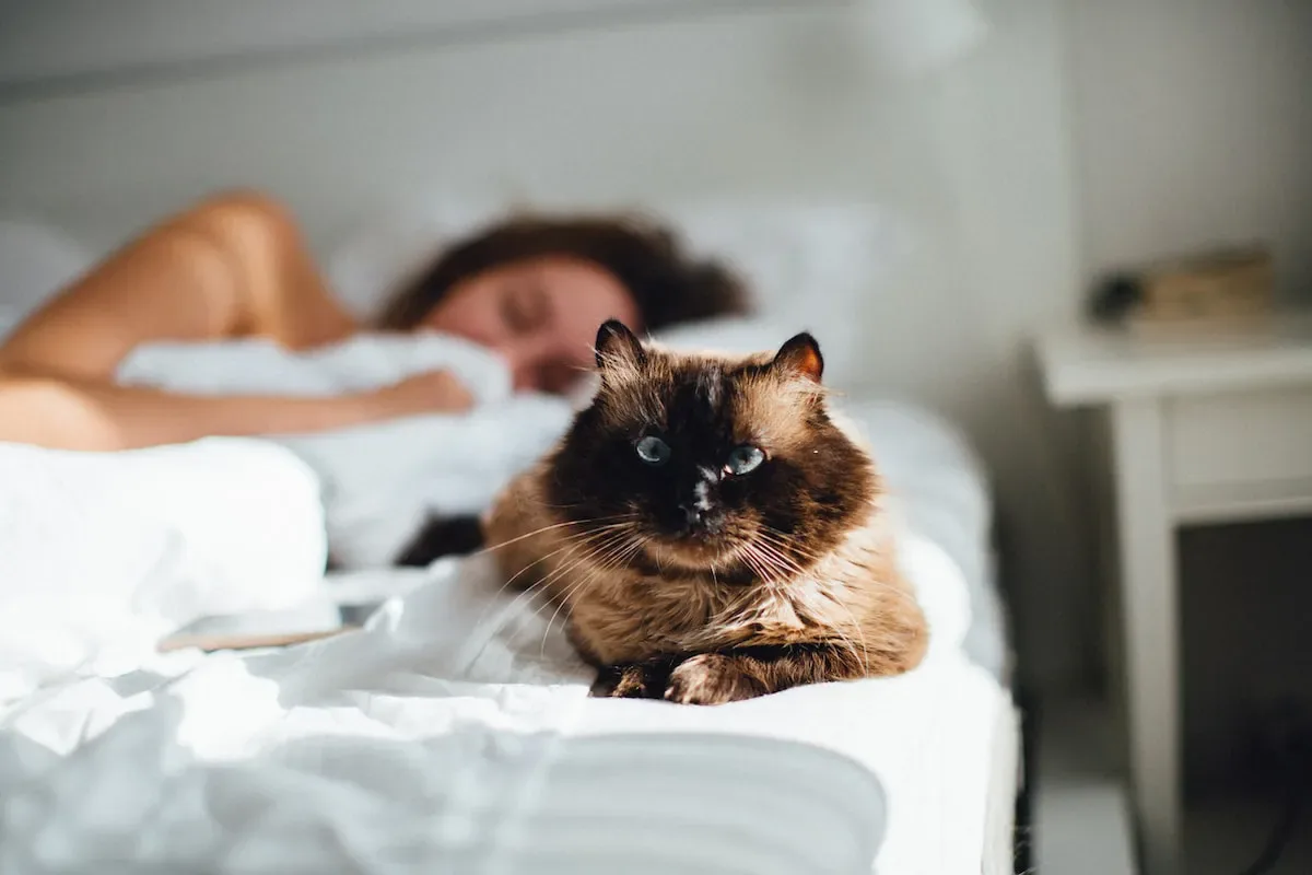 An Evolutionary Connection: Tracing Back Cats' Sleeping Habits