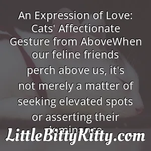 An Expression of Love: Cats' Affectionate Gesture from AboveWhen our feline friends perch above us, it's not merely a matter of seeking elevated spots or asserting their dominance.