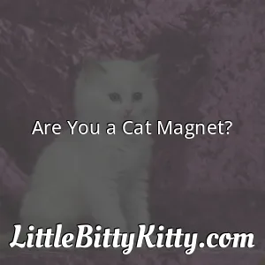 Are You a Cat Magnet?