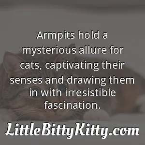 Armpits hold a mysterious allure for cats, captivating their senses and drawing them in with irresistible fascination.