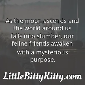 As the moon ascends and the world around us falls into slumber, our feline friends awaken with a mysterious purpose.